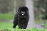 CHOW CHOW 775